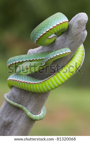 Poisonous Green Snake With Yellow Eyes Vogel'S Pit Vipe