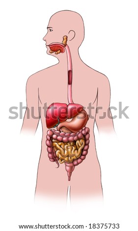 human digestive system diagram and. human digestive system diagram