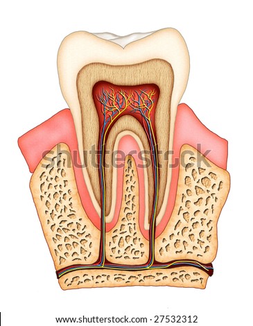 molar diagram