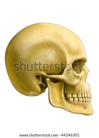 human skeleton skull. stock photo : Human skull,