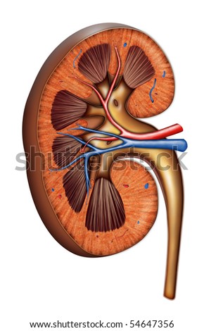 A Kidney