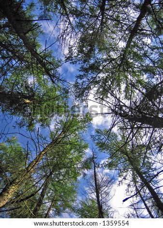 forest trees looking up