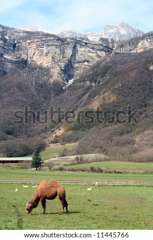 circus animals in a field in lumbin, isere, france with the chartreuse mountains in the background