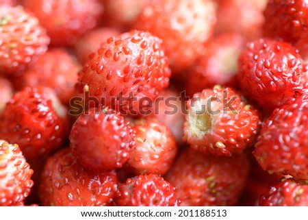 Wild berries strawberries, close up