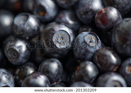 Wild ripe sweet berries blueberries, close up