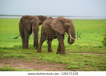 Elephants approach a road at Manyara national park