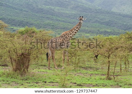 Giraffe feeds on thorny acacia tree in Ngorongoro conservation area