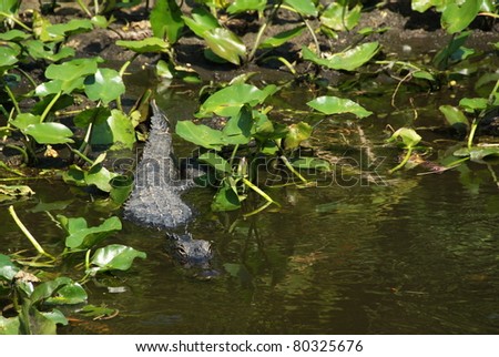 Alligator resting in a pond in Shark valley, Everglades NP