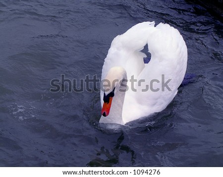 tongue twisters poems. Swan Swimming {Tongue Twister}