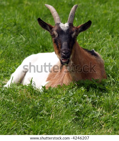 Horned goat symbol of the devil