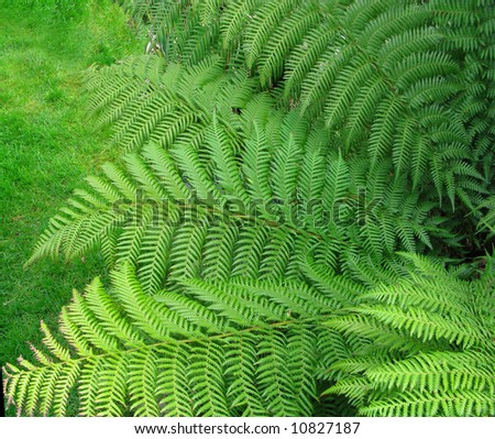 Ferns sign of spring