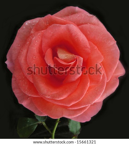 Evening rose in the rain sign of love