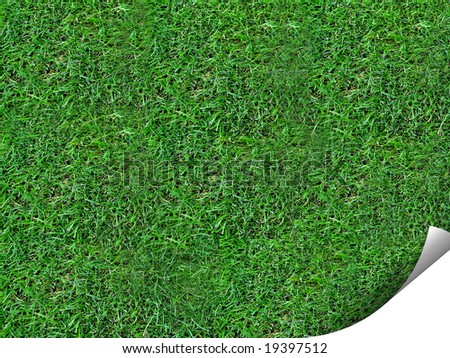 Curl of grass background giving an eye catching look