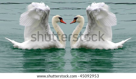 Swans beauty or courting display natures ballet