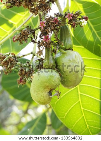 Cashew fruit on tree
