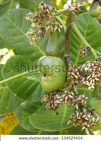 Cashew fruit