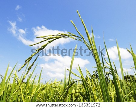 paddy rice harvest