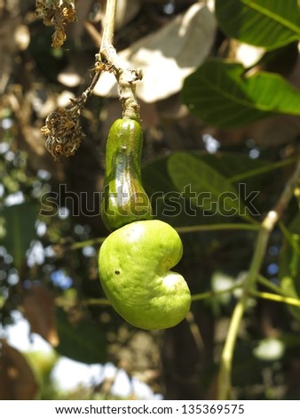 green Cashew fruit