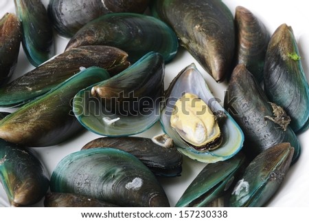 green mussel on white background
