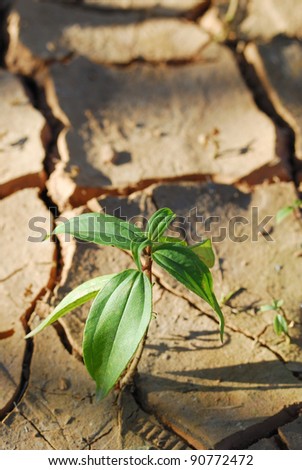 Young plant taking root on a concrete footpath.