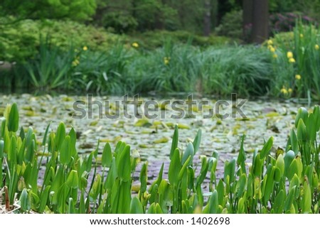 Pond in English Country park with lilly pads