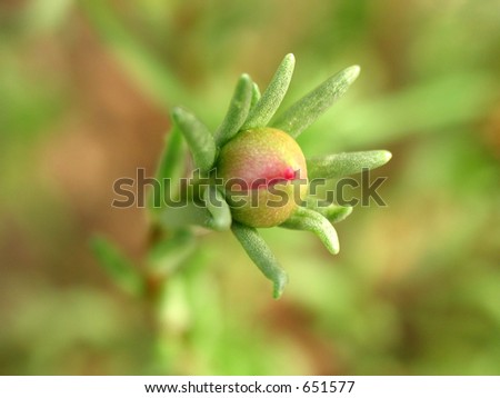 A closeup of a tiny green and pink flower bud with very limited depth of field.