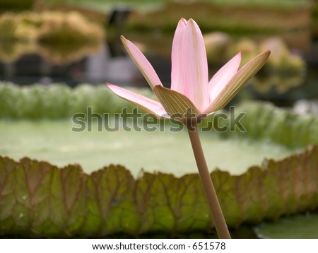 A single pink lotus flower with giant lily pads blurred in the background.