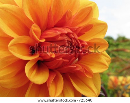 Macro sideview of a giant orange flower.