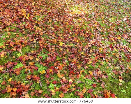 Japanese Red Grass