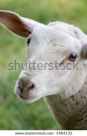 A curious sheep stands with head slightly tilted, looking at you.