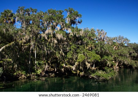 Trees with Spanish moss hang over green water in Blue Spring State Park, Orange City, Florida.