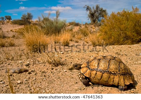 Kalahari South Africa