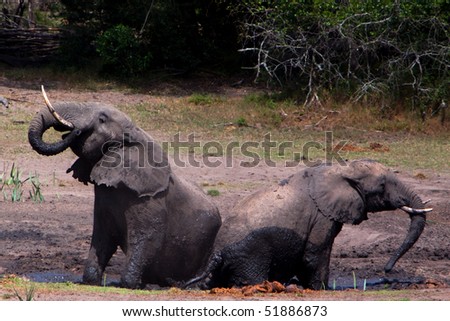 Elephant Mud Bath, Tembe Elephant Park, South Africa