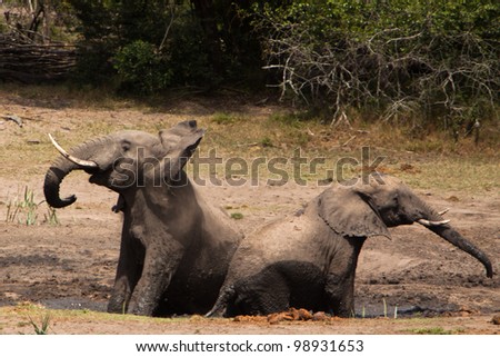Elephant mud bath