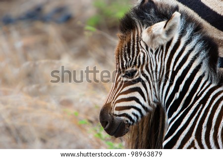 Zebra Calf