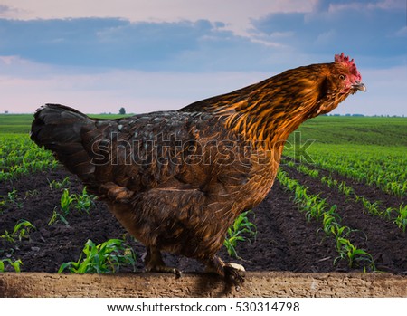 Chicken sitting on the fence on the background of corn fields. Closeup Chicken in Profile view.
