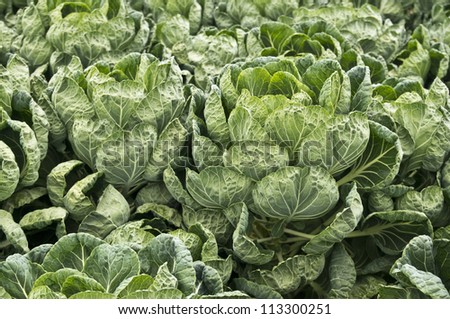 Lush brussels sprout plants at a California farm