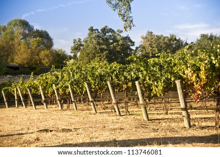 Close up of grape vines in a California vineyard