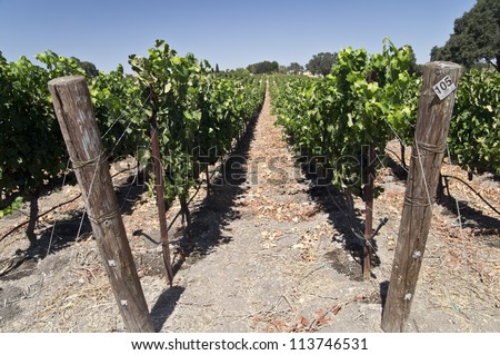 Grapes ripening on the vine at a California vineyard