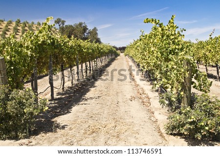 Grape vines climb the rolling hills in a California wine country vineyard