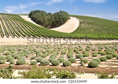 A copse of trees forms a heart shape on the hills of scenic California vineyard growing a variety of fine wine grapes