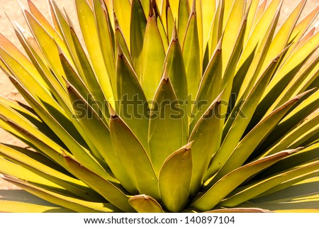 Beautiful abstract leaf patterns of a desert aloe vera plant with dramatic natural lighting.