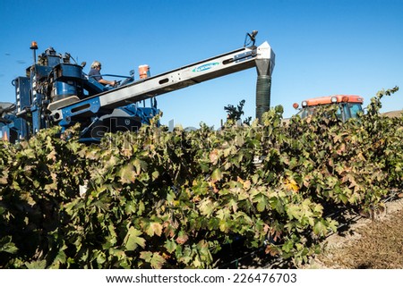 PASO ROBLES, CA, USA, OCTOBER 18, 2014: Despite the severe drought, a mechanical harvester collects a bounty of old Vine Zinfandel grapes from a California vineyard.