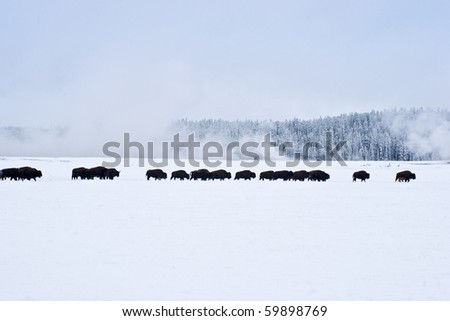 A herd of bison trudge through a snowy meadow in search of food in Yellowstone Park