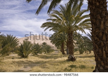 Middle eastern american dating