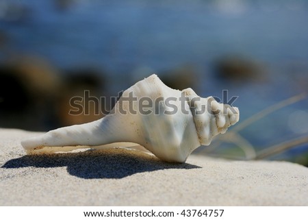 A white beautiful shell washed up on the tropical beach