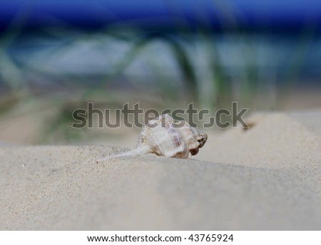A white beautiful shell washed up on the tropical beach