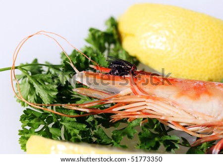 A King prawn on a bead of parsley and lemon, with a fly busily feasting off the cooked prawns head.