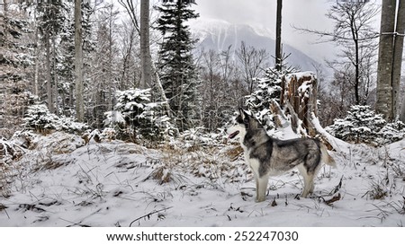 husky dog hardly visible in winter forest, good example of natural camouflage