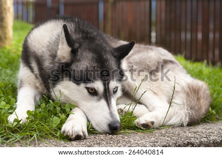 lazy siberian husky dog, also looking kind of in a bad mood